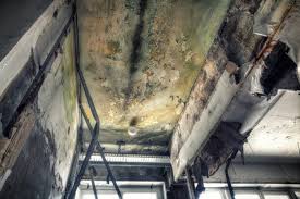 Best Mold Documentation for Insurance Claims  in Manhasset, NY